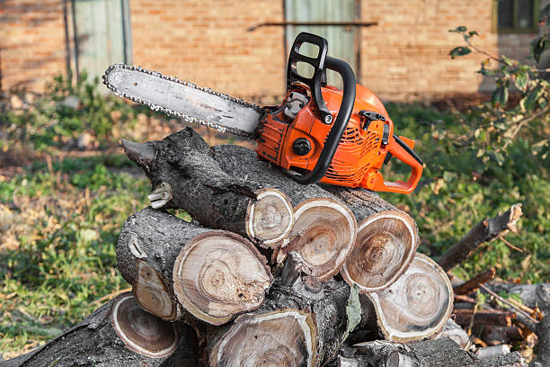 Dead Tree Removal